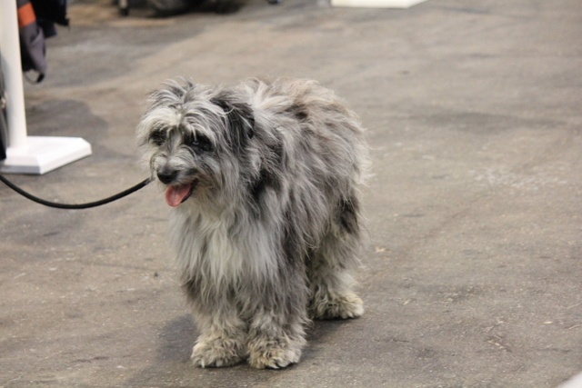 Haggen blue DES DRAYERES - 2e TRES BON Intermédiaire