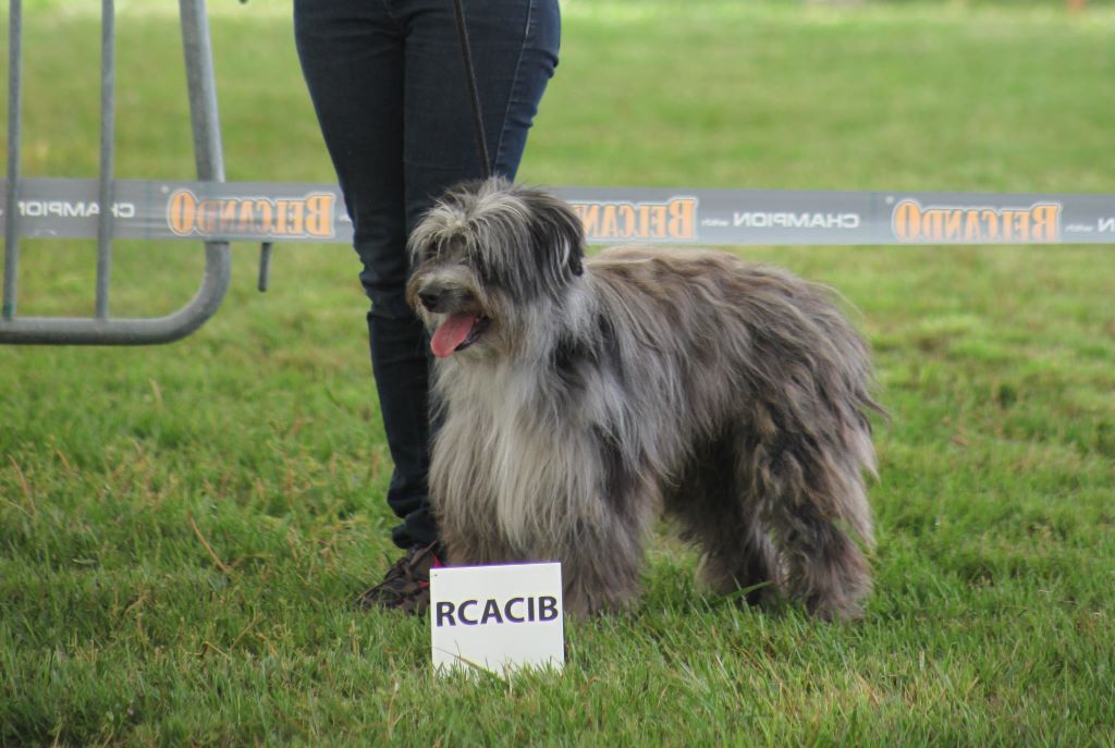 Haggen blue DES DRAYERES - 2exc RCACS RCACIB