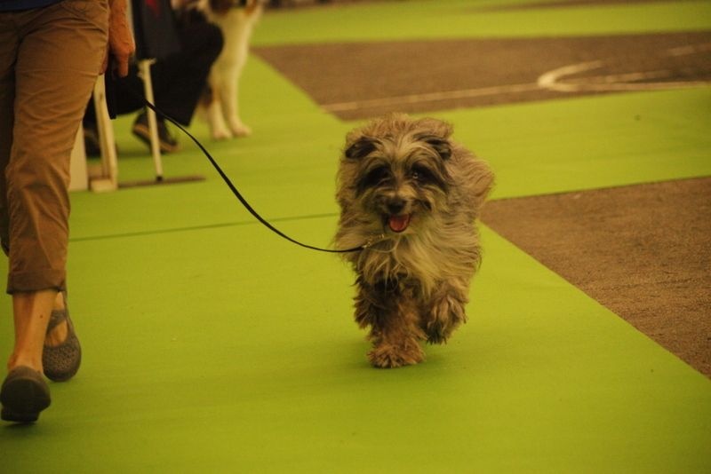 Haggen blue DES DRAYERES - EXC OUVERTE MALE