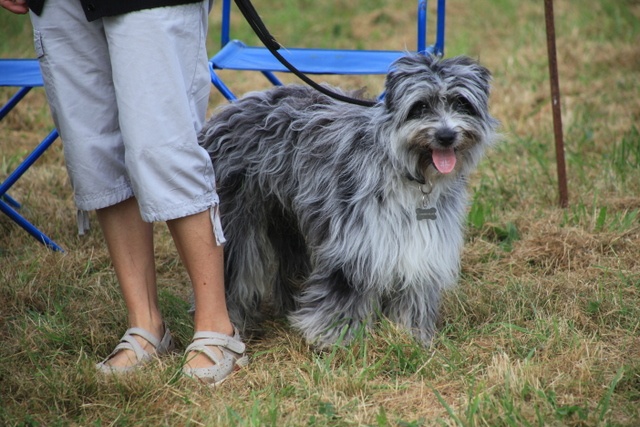 Haggen blue DES DRAYERES - 2eme excellent+