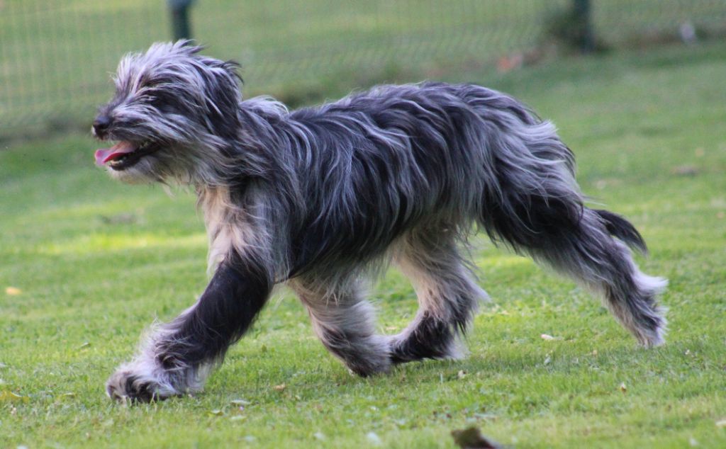 Ardoise bleue Du Moulin D'ébène - 1 Très Prometteur Meilleur PUPPY