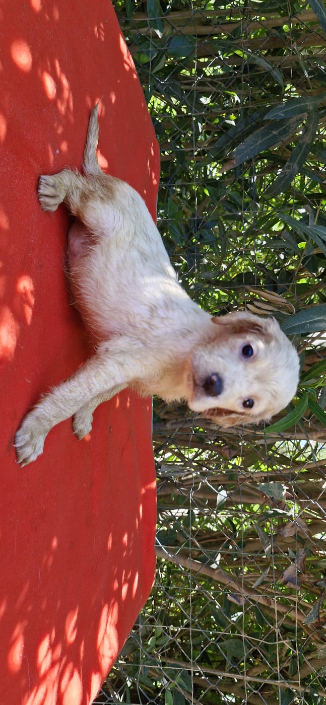 Chiot N°3 - Setter Anglais