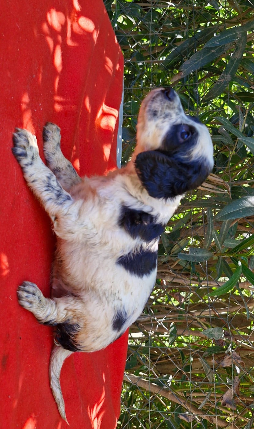 Chiot N°2 - Setter Anglais