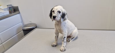 Les chiots de Setter Anglais