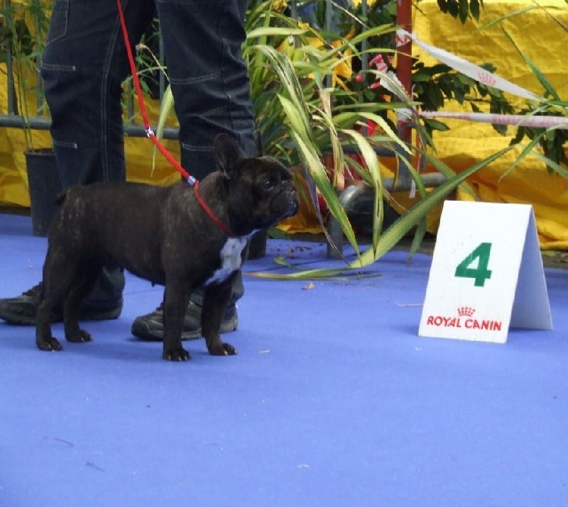 Elana di san biagio della cima - 4ème Excellent COFB