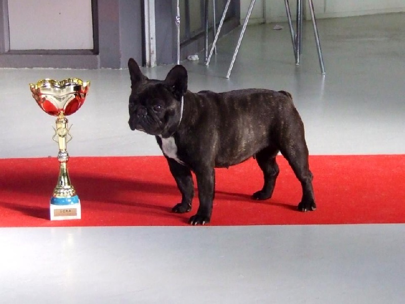 Elana di san biagio della cima - 1ère Excellent CACS CACIB COFB