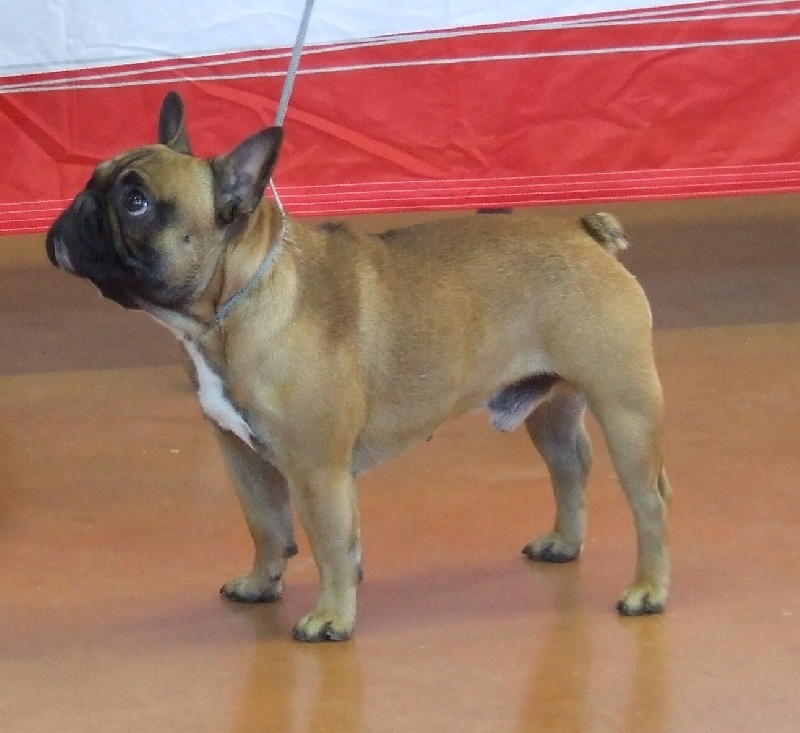 Tous les matins du monde Heros - Excellent CIMF