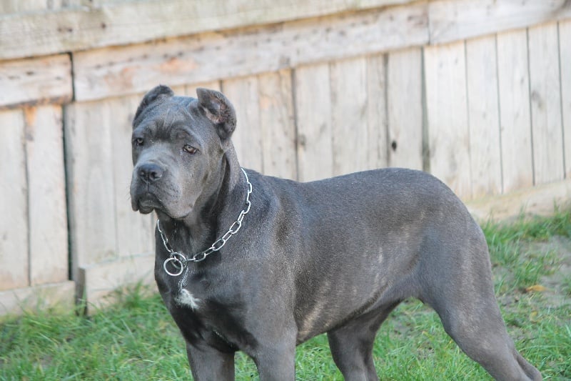 Publication : Du Règne De Malaudrea Auteur : stéphanie Julien