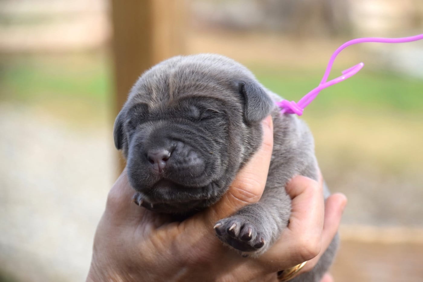 CHIOT 1 - Cane Corso