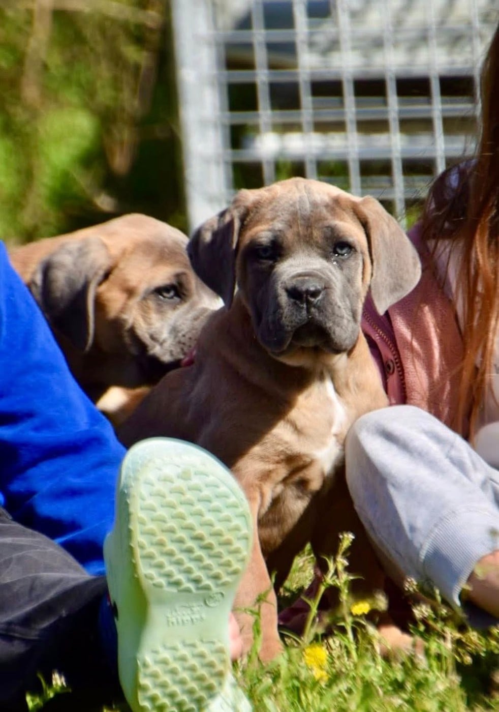 Cane Corso - Du Règne De Malaudrea