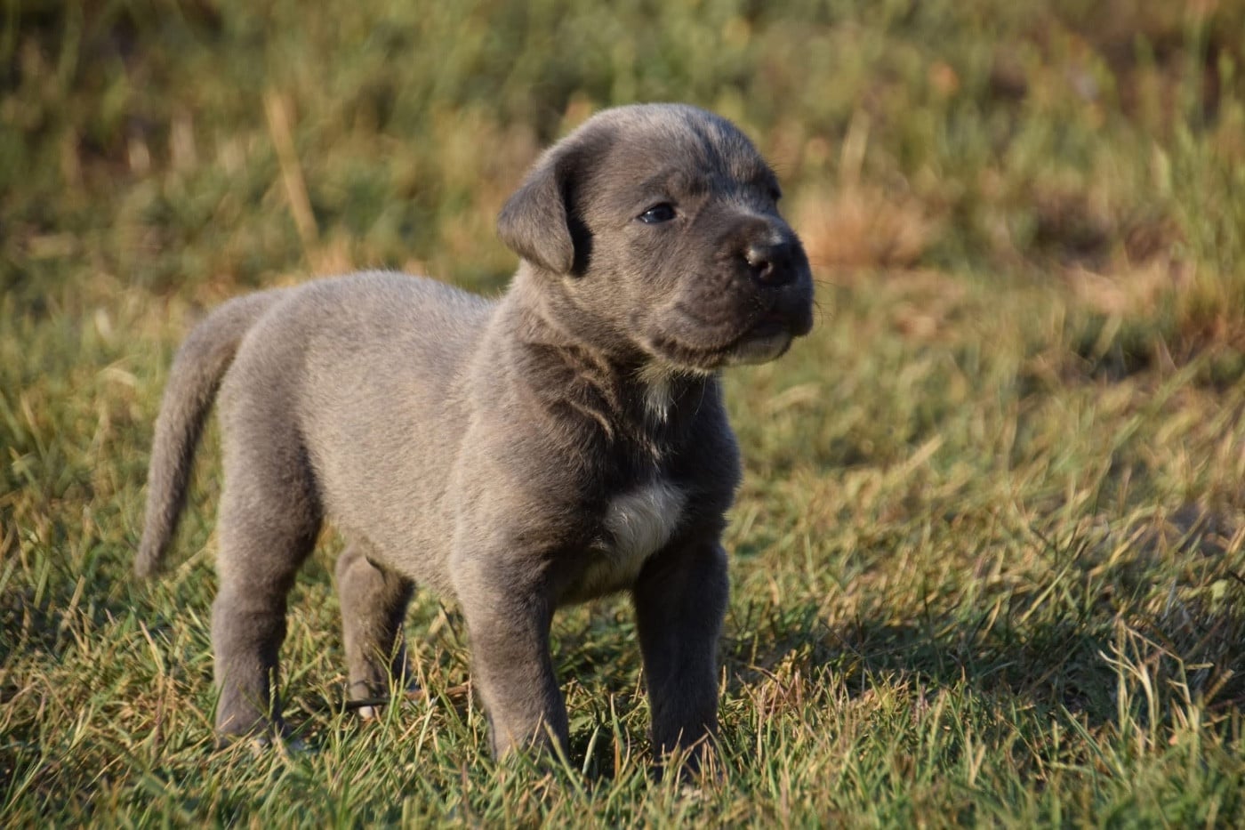 CHIOT 1