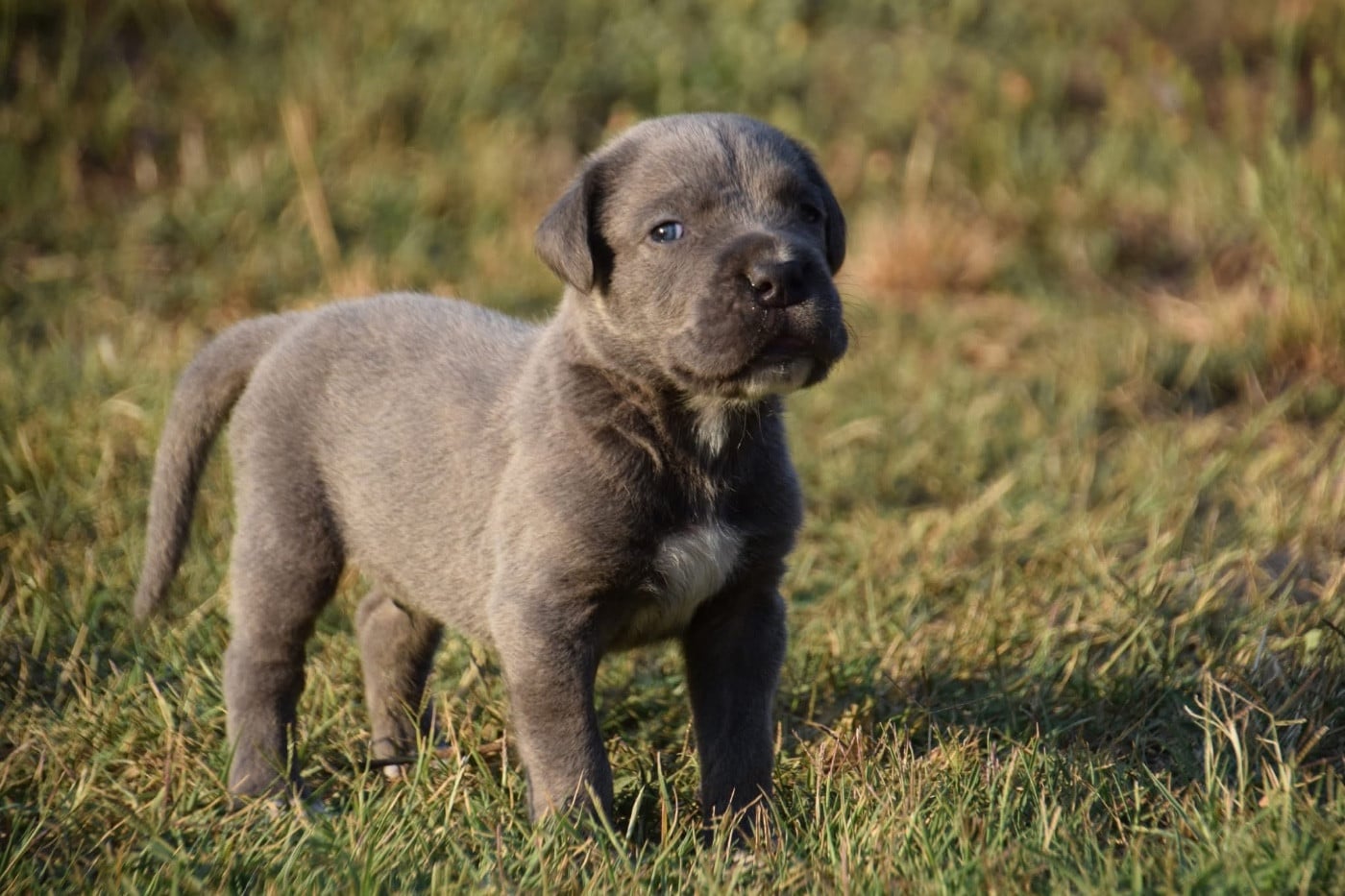 CHIOT 1