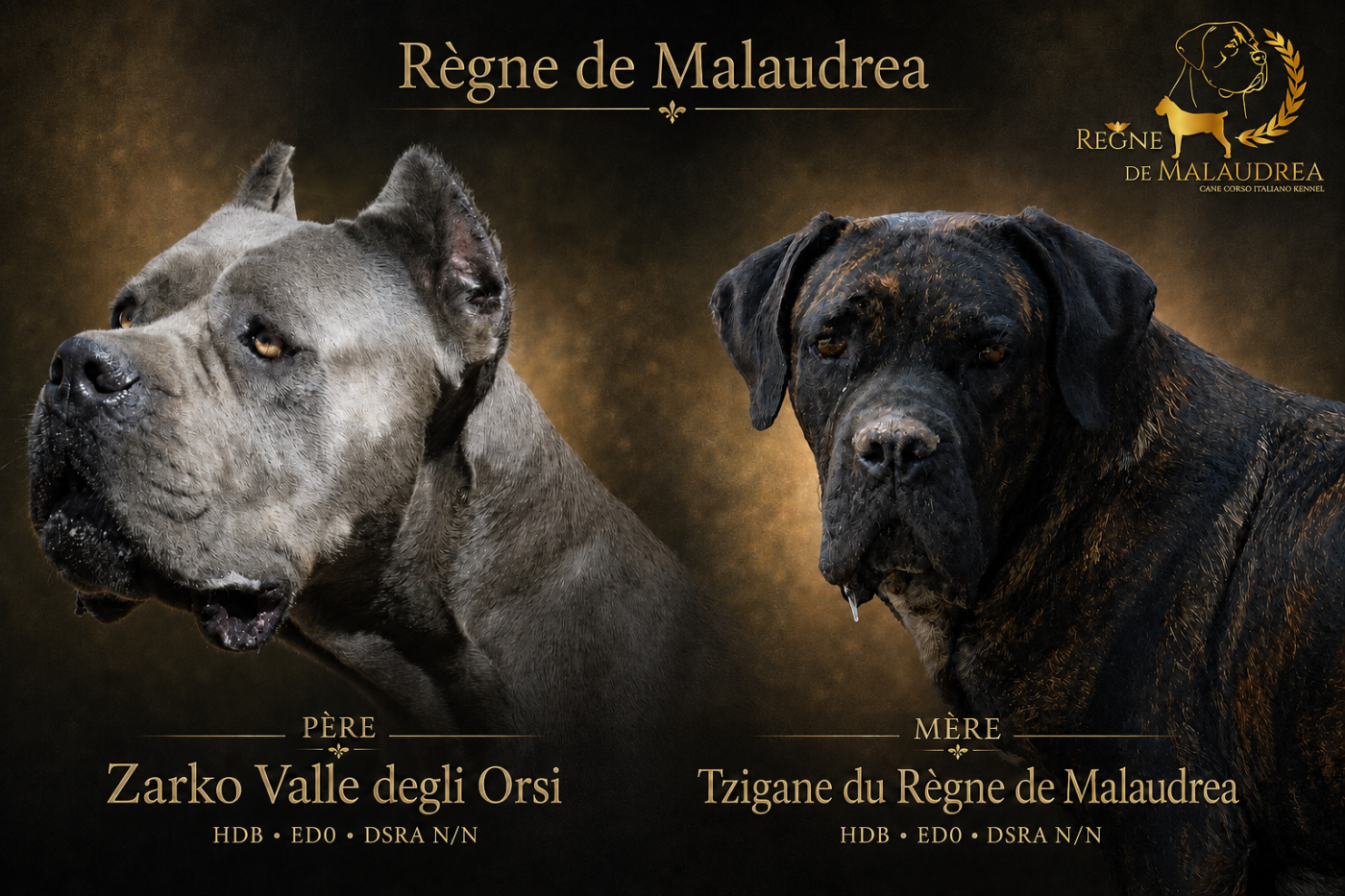 Chiot Cane Corso