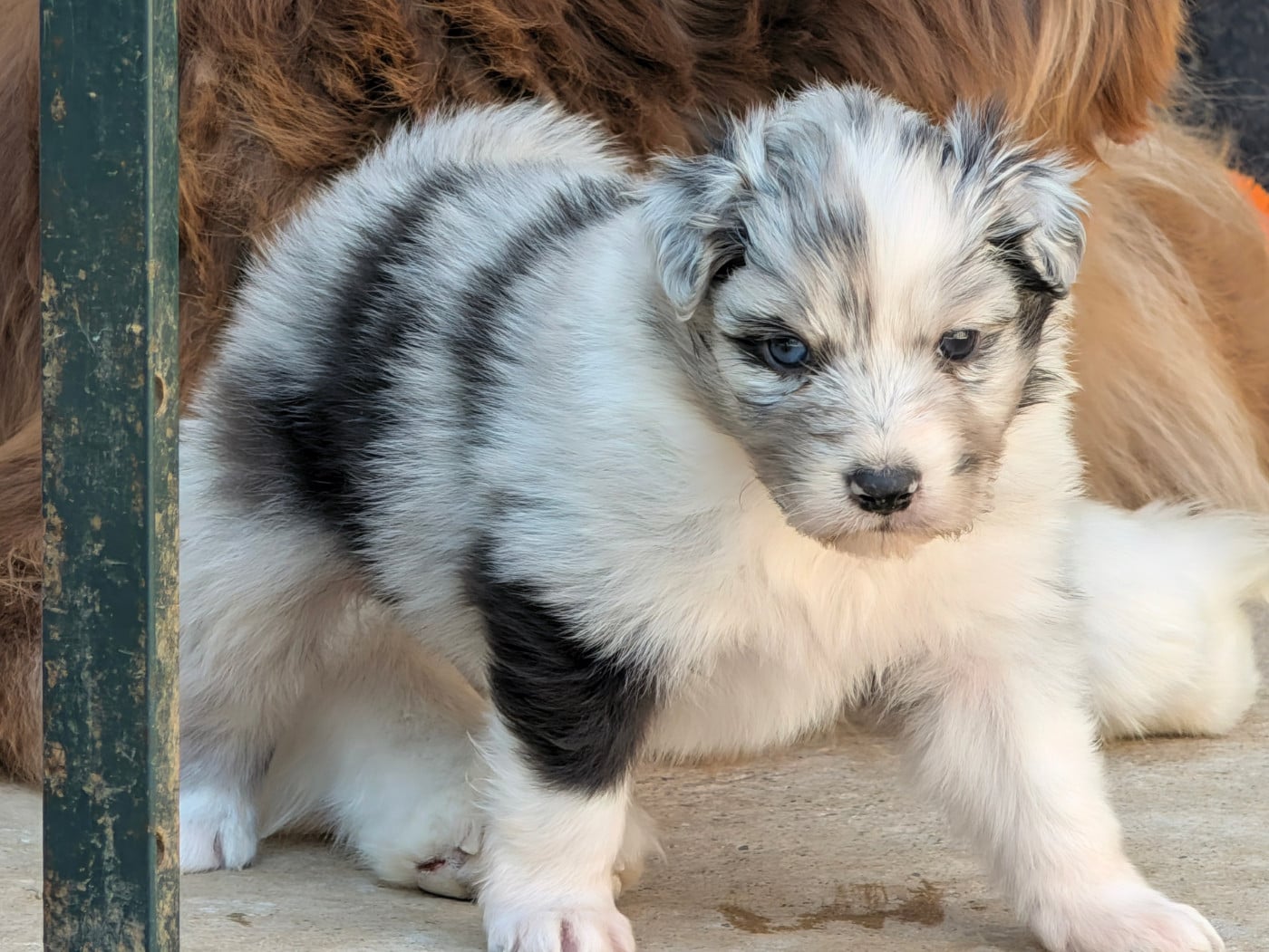 Bleu merle bicolore - Berger Australien