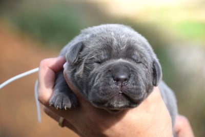 Les chiots de Cane Corso