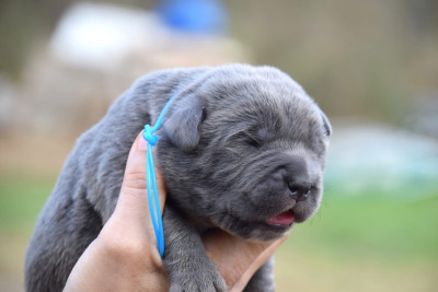Les chiots de Cane Corso