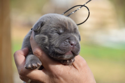 Les chiots de Cane Corso