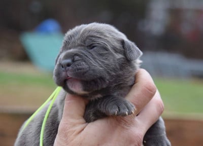 Les chiots de Cane Corso