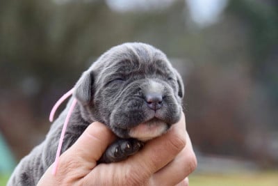 Les chiots de Cane Corso
