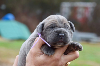 Les chiots de Cane Corso