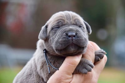 Les chiots de Cane Corso
