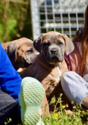 Les chiots de Cane Corso
