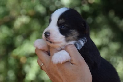Les chiots de Berger Américain Miniature