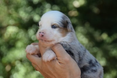 Les chiots de Berger Américain Miniature
