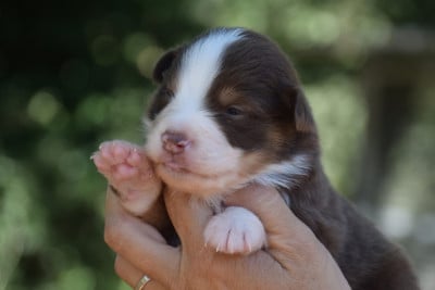 Les chiots de Berger Américain Miniature