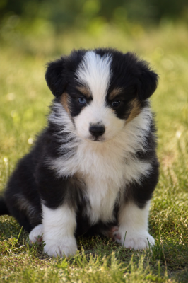 Les chiots de Berger Américain Miniature 