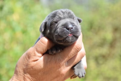 Les chiots de Cane Corso