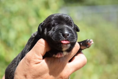 Les chiots de Cane Corso