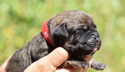 Les chiots de Cane Corso