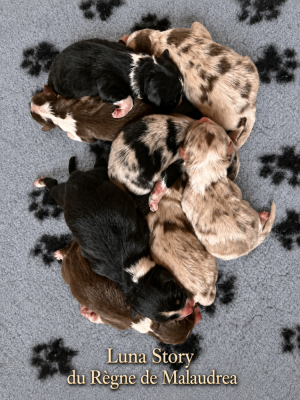 Les chiots de Berger Australien