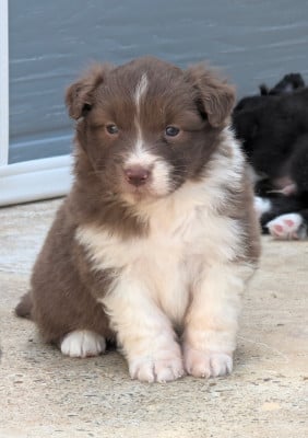 Les chiots de Berger Australien