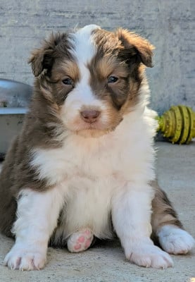 Les chiots de Berger Australien