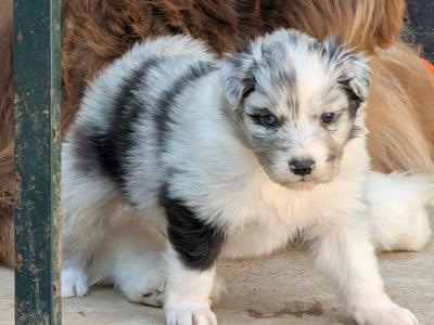 Les chiots de Berger Australien