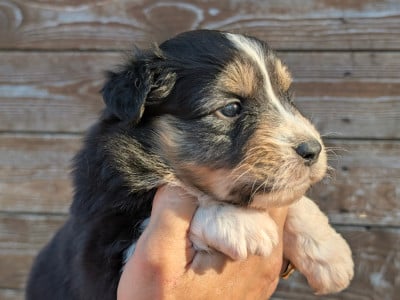Les chiots de Berger Australien
