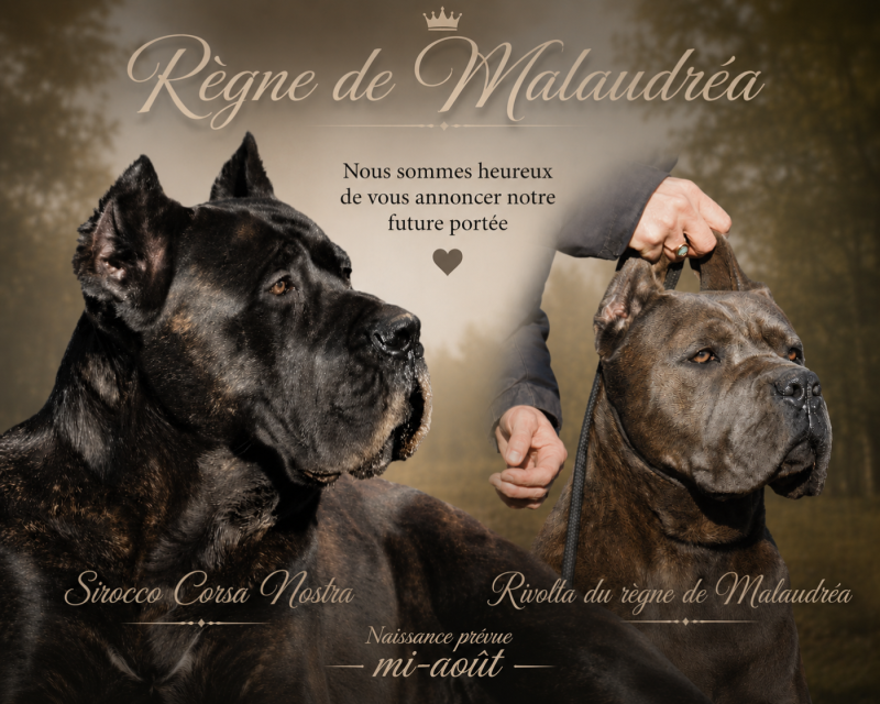 Cane Corso - Du Règne De Malaudrea
