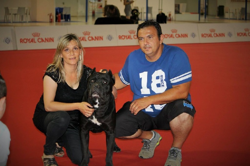 CH. Achil demone dal sud - Excellent NC mâle Champion