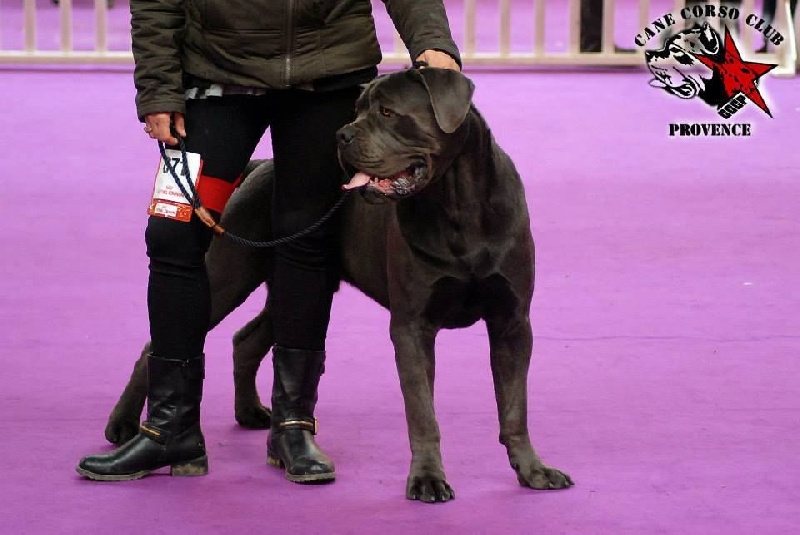 Jarvis Du Règne De Malaudrea - 1er Excellent et Meilleur Jeune