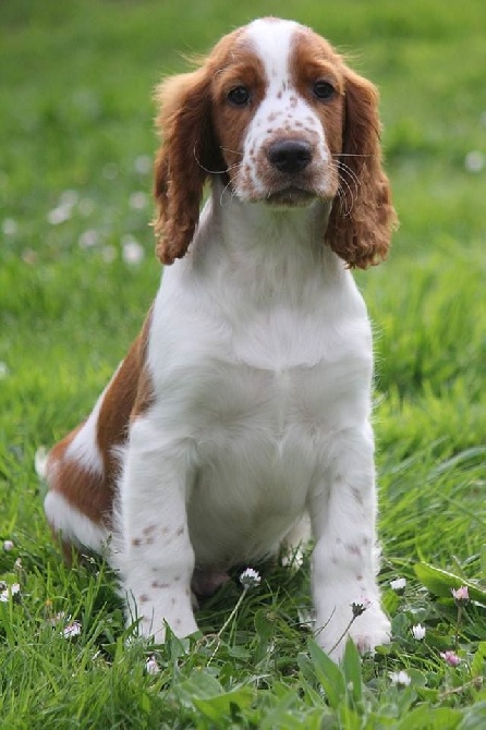 Accueil Elevage Clicaper S Eleveur De Chiens Cocker Spaniel Anglais