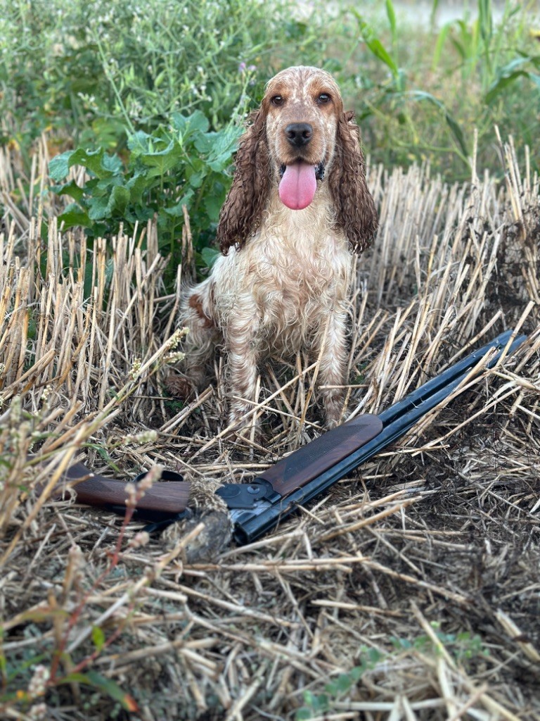 Clicaper's Somewhere over the rainbow