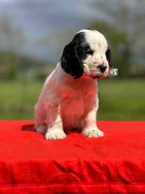 Les chiots de Cocker Spaniel Anglais