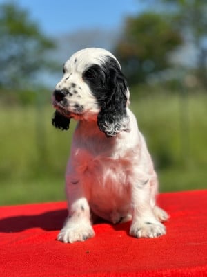 Les chiots de Cocker Spaniel Anglais