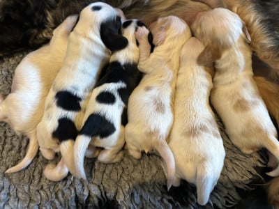 CHIOT 5 - Cocker Spaniel Anglais