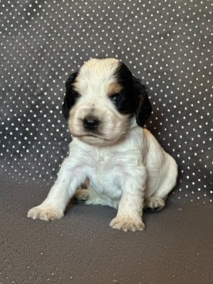 Les chiots de Cocker Spaniel Anglais