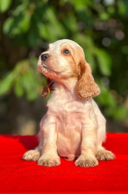Les chiots de Cocker Spaniel Anglais