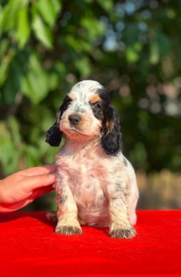Les chiots de Cocker Spaniel Anglais