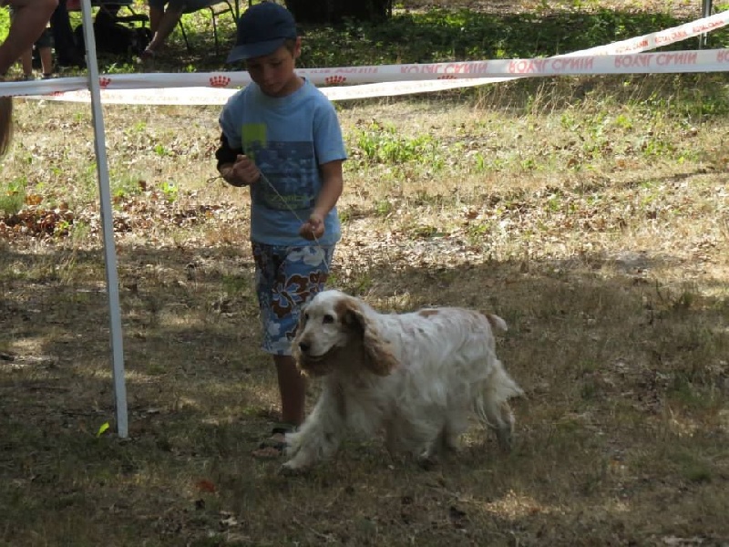 TR. Amour fou des sous-bois Becassiers - 1er Exc / BOB Vétéran